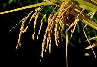 Foto de espiga de arroz. Foto de espiga de arroz.