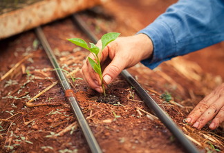 Foto de mão plantando muda de planta na terra. Foto de mão plantando muda de planta na terra.