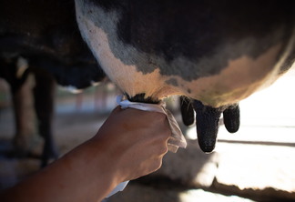Foto de mão realizando ordenha. Foto de mão realizando ordenha.