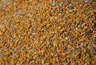 Foto de grãos de milho.