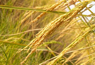 77% das áreas de arroz já foram semeadas no Rio Grande do Sul