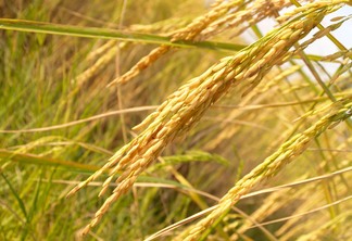 77% das áreas de arroz já foram semeadas no Rio Grande do Sul 77% das áreas de arroz já foram semeadas no Rio Grande do Sul
