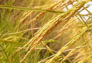 Confirmado o embarque de 25 mil toneladas de arroz para o México