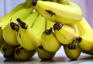 Valor nutritivo das cascas de banana como silagem Valor nutritivo das cascas de banana como silagem