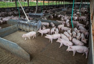 Granja de suínos, Suinocultura, porcos,suínos Granja de suínos, Suinocultura, porcos,suínos