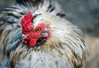 Frango: preço cai em out/21, após subir por 5 meses Frango: preço cai em out/21, após subir por 5 meses