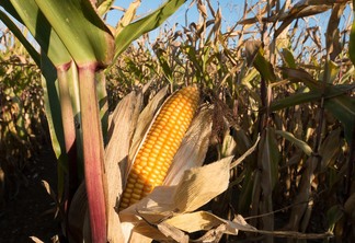 As culturas pesquisadas são trigo, aveia, cevada e canola (inverno) e soja, arroz e milho (1ª safra). As culturas pesquisadas são trigo, aveia, cevada e canola (inverno) e soja, arroz e milho (1ª safra).