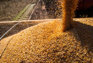 Foto de colheitadeira despejando grãos de milho. Média mensal do milh
