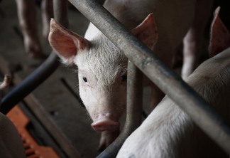 Embarques de carne suína recuam em outubro Embarques de carne suína recuam em outubro