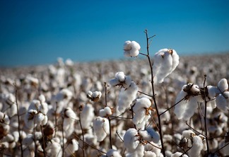 As exportações estão mais atrativas que o mercado spot nacional | Foto: Seapa MG/Divulgação As exportações estão mais atrativas que o mercado spot nacional | Foto: Seapa MG/Divulgação