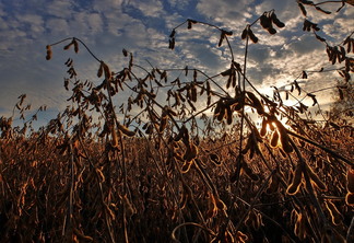 Exportações do farelo de soja e importações de fertilizantes são destaques no Boletim Logístico