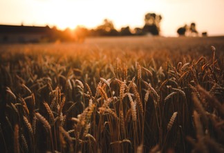 Clima seco propicia avanço na colheita do trigo que chega a 28%