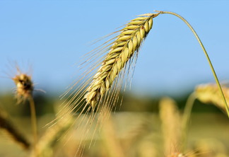 Leilões de apoio à comercialização de trigo estão marcados para dia 31