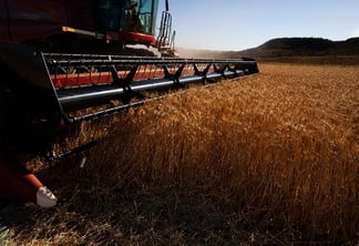 Foto de máquina realizando colheita do trigo.