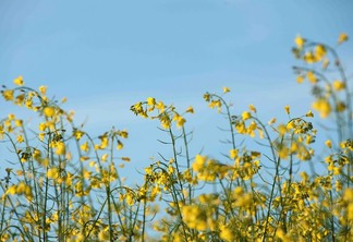 A produção de canola está concentrada no Sul do Brasil | Foto: Fernando Kluwe Dia/SEAPDR RS A produção de canola está concentrada no Sul do Brasil | Foto: Fernando Kluwe Dia/SEAPDR RS