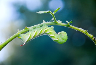 5 lagartas que mais ameaçam a produtividade da soja