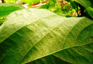 Monitoramento no Paraguai e Brasil identificam ferrugem em soja em voluntária, kudzu e coletores Monitoramento no Paraguai e Brasil identificam ferrugem em soja em voluntária, kudzu e coletores