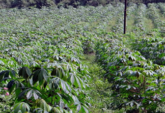 Mandioca: menor oferta continua impulsionando cotações Mandioca: menor oferta continua impulsionando cotações