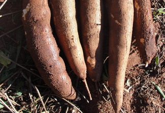 Foto de quatro mandiocas sobre terra. Foto de quatro mandiocas sobre terra.