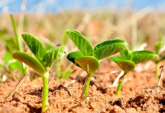 Clima se mostra favorável no início da safra de soja 2021/22 Clima se mostra favorável no início da safra de soja 2021/22