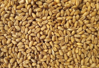 A solicitação foi feita por uma empresa argentina | Foto ilustrativa: Avinash Kumar/Unsplash A solicitação foi feita por uma empresa argentina | Foto ilustrativa: Avinash Kumar/Unsplash