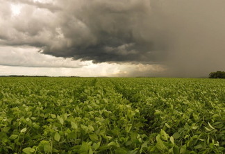 A foto mostra uma lavoura de soja e nuvens carregadas de chuva