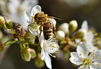 A foto mostra uma abelha polinizando uma flor A foto mostra uma abelha polinizando uma flor