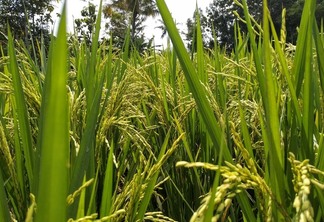 Na foto aparece uma lavoura de arroz em desenvolvimento vegetativo