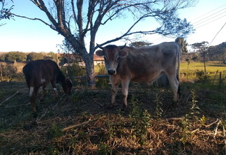 A foto mostra dois bois A foto mostra dois bois