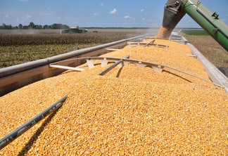 Na foto aparece uma caçamba de caminhão com milho Na foto aparece uma caçamba de caminhão com milho