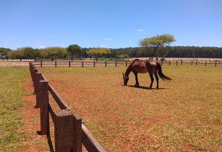 Foto de cavalo no pasto e céu sem nuvens.