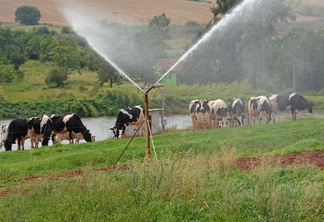 Foto de vacas pastando próximas a sistema de irrigação.