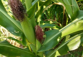Foto de espigas de milho. Foto de espigas de milho.