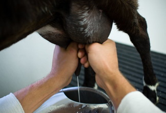 A foto mostra uma vaca sendo ordenhada A foto mostra uma vaca sendo ordenhada