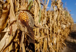 A foto mostra uma lavoura de milho A foto mostra uma lavoura de milho