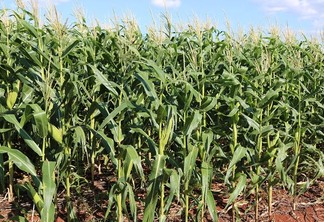A foto mostra uma lavoura de milho verde A foto mostra uma lavoura de milho verde