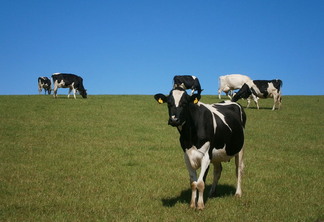 A foto mostra algumas vacas de leite A foto mostra algumas vacas de leite