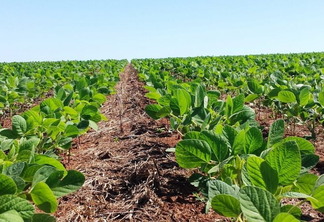 Soja. Foto: Divulgação Soja. Foto: Divulgação