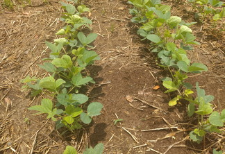 A foto mostra uma lavoura de soja em desenvolvimento vegetativo A foto mostra uma lavoura de soja em desenvolvimento vegetativo