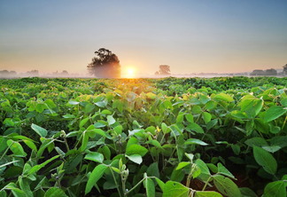 Foto de plantação de soja. Foto de plantação de soja.