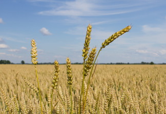 A foto mostra uma lavoura de trigo A foto mostra uma lavoura de trigo