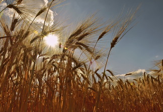A foto mostra uma lavoura de trigo A foto mostra uma lavoura de trigo