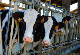 A imagem mostra duas vacas leiteiras na baia de alimentação