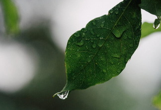 Foto de folha de planta com uma gota de água caindo.