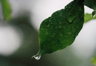 Foto de folha de planta com uma gota de água caindo. Foto de folha de planta com uma gota de água caindo.