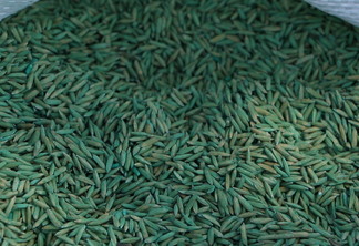 Foto de sementes de arroz. Elas são verdes.