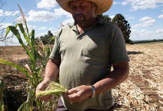 Foto de homem com chapéu olhando para espiga de milho seca. Foto de homem com chapéu olhando para espiga de milho seca.