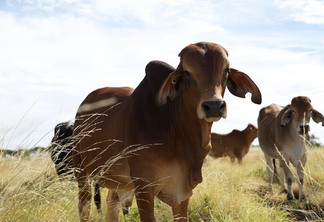 A foto mostra um boi no pasto A foto mostra um boi no pasto