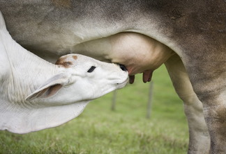 A foto mostra um bezerro mamando no úbere de uma vaca A foto mostra um bezerro mamando no úbere de uma vaca
