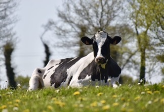 A foto mostra uma vaca holandesa deitada no pasto A foto mostra uma vaca holandesa deitada no pasto